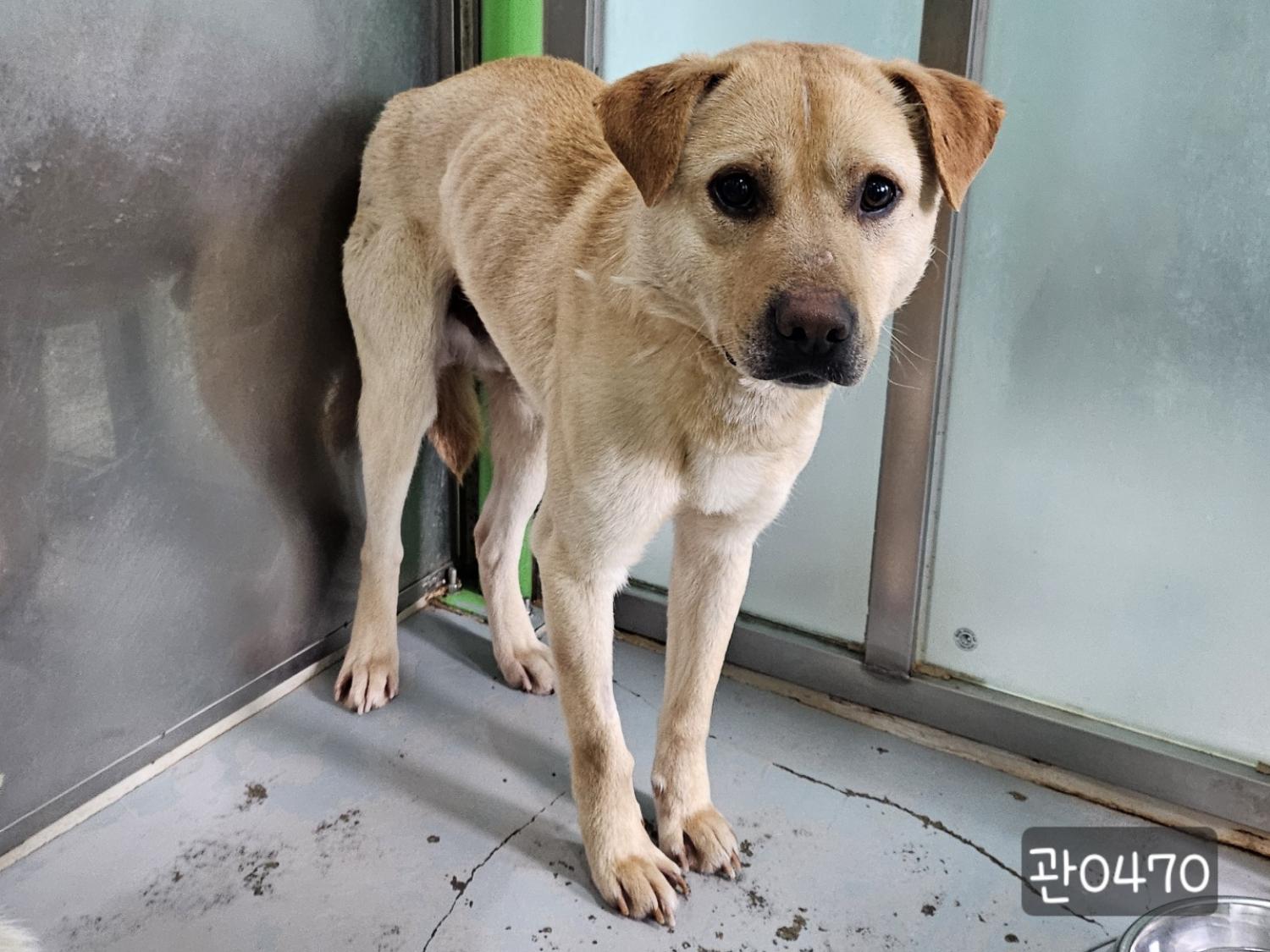 고양시동물보호센터_441394202400470